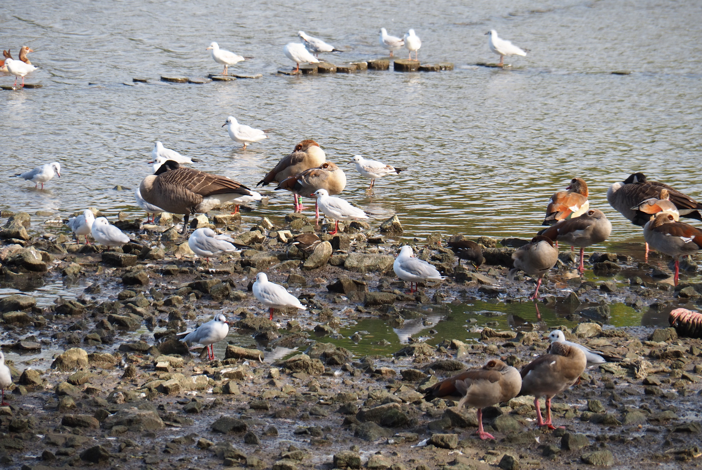 Geese and gulls at the side of the lake, 2019-10-04