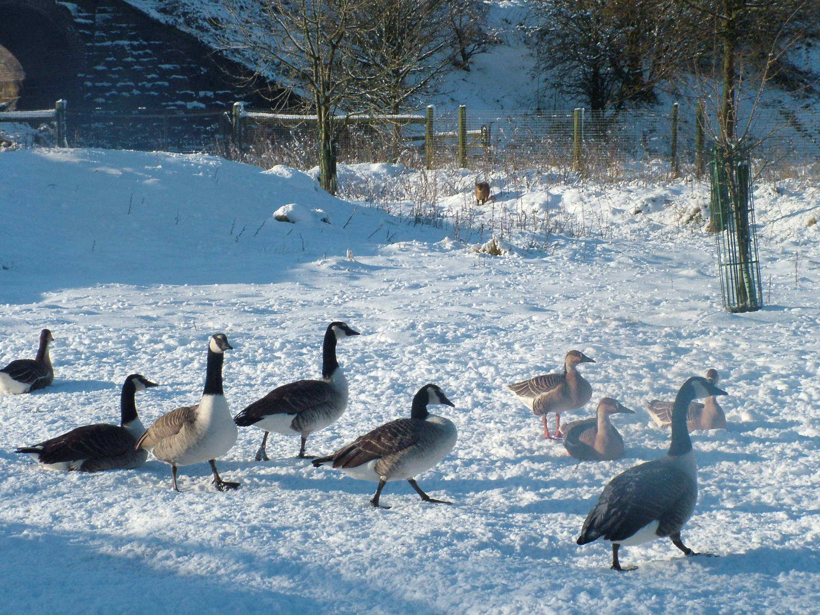 Geese, Blackbrook in the Snow, 03/01/10