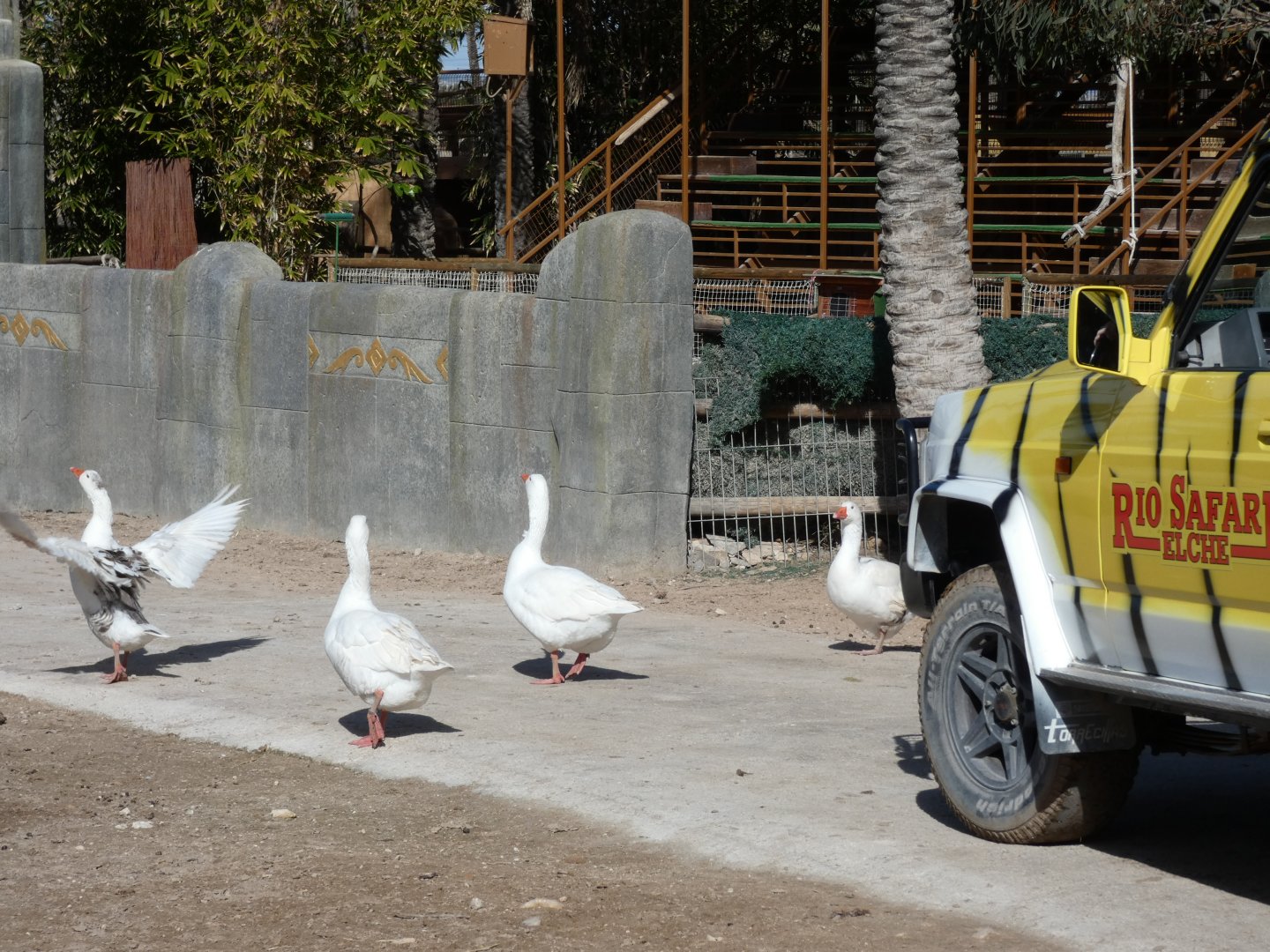 Geese blocking the land rover in drive through enclosure