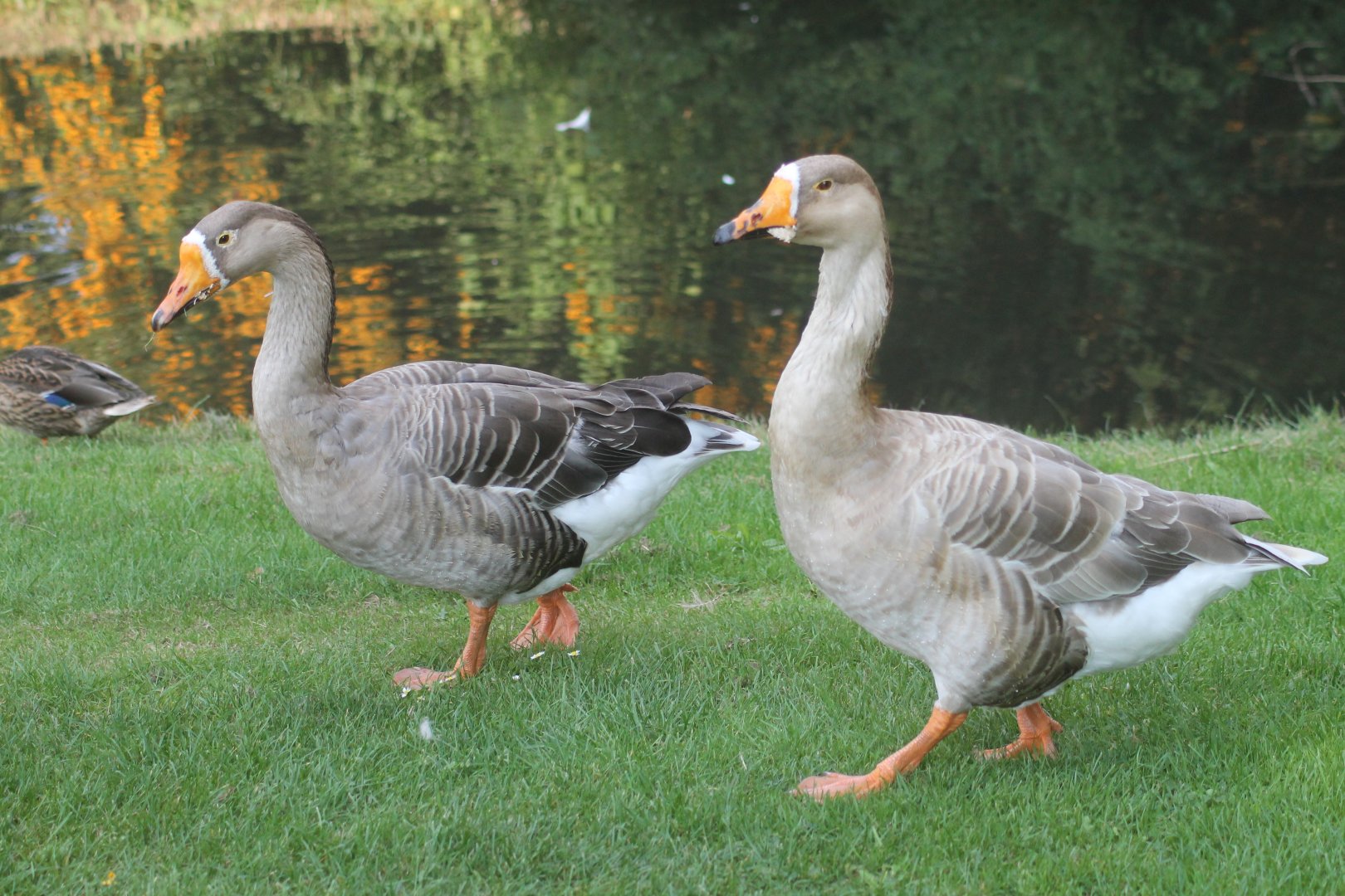 Geese by Celle Castle (Celler Schloss)