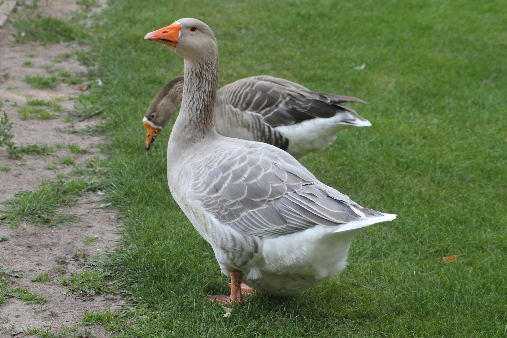Geese by Celle Castle (Celler Schloss)