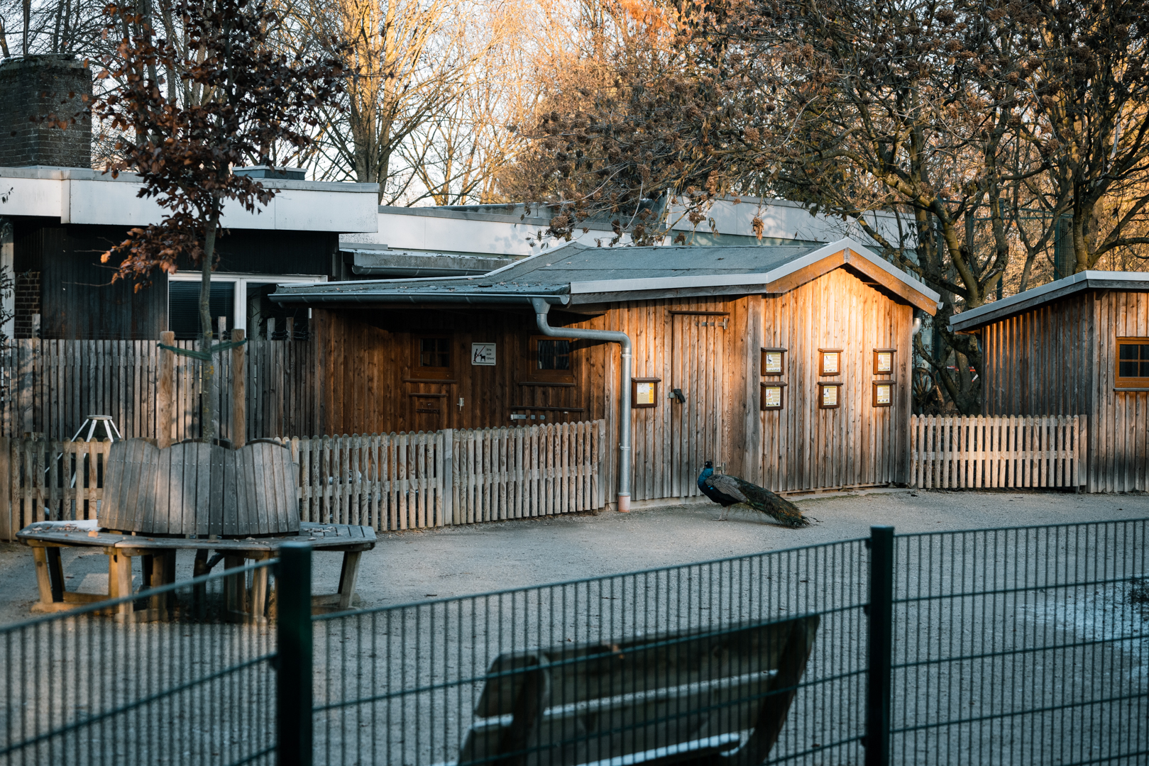 Geese, Ducks and Rabbits