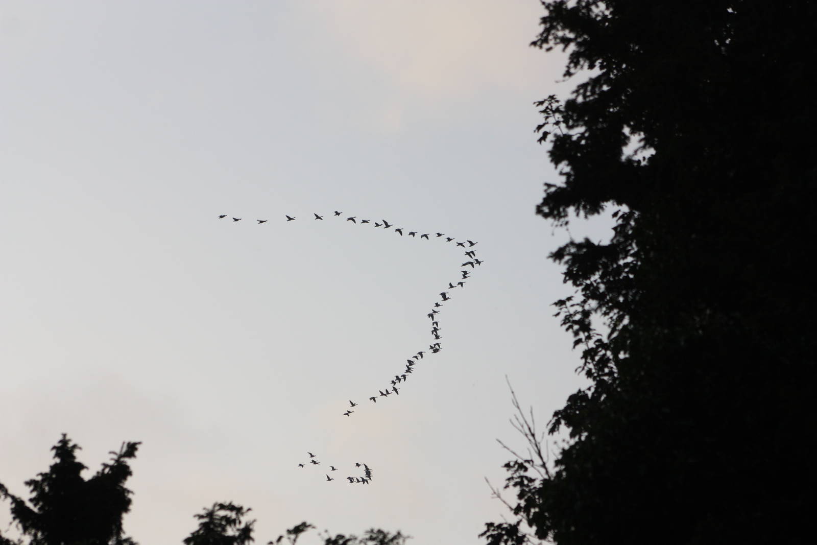 Geese flying over Sewerby Hall and Gardens, Bridlington. 14th September 201