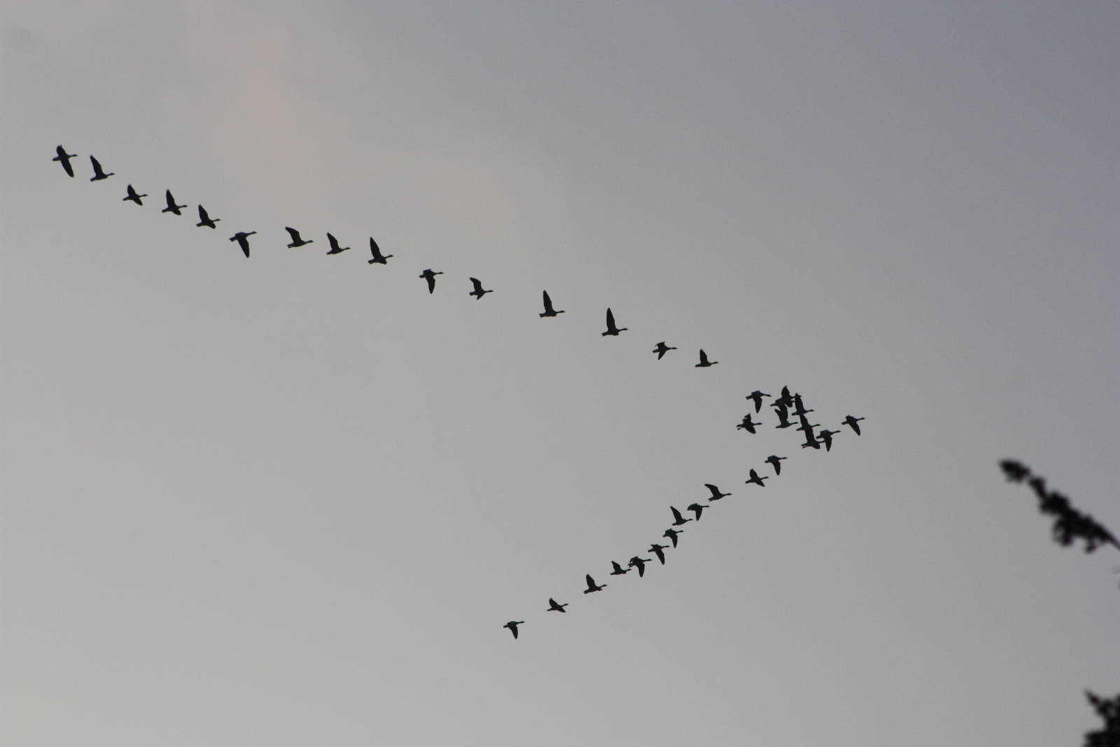 Geese flying over Sewerby Hall and Gardens, Bridlington. 14th September 201
