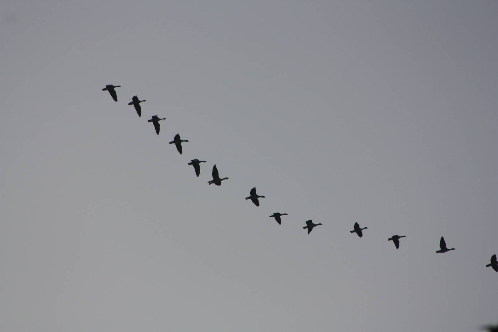 Geese flying over Sewerby Hall and Gardens, Bridlington. 14th September 201