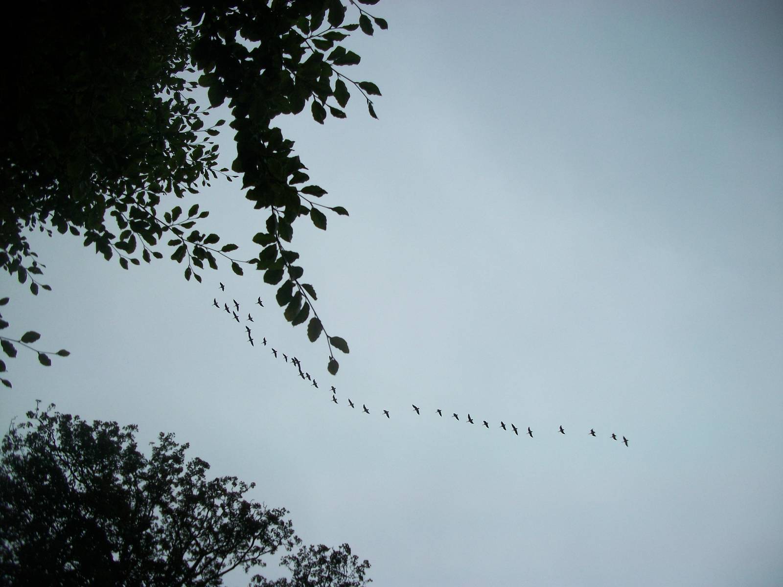 Geese flying over the zoo, 20th September 2014