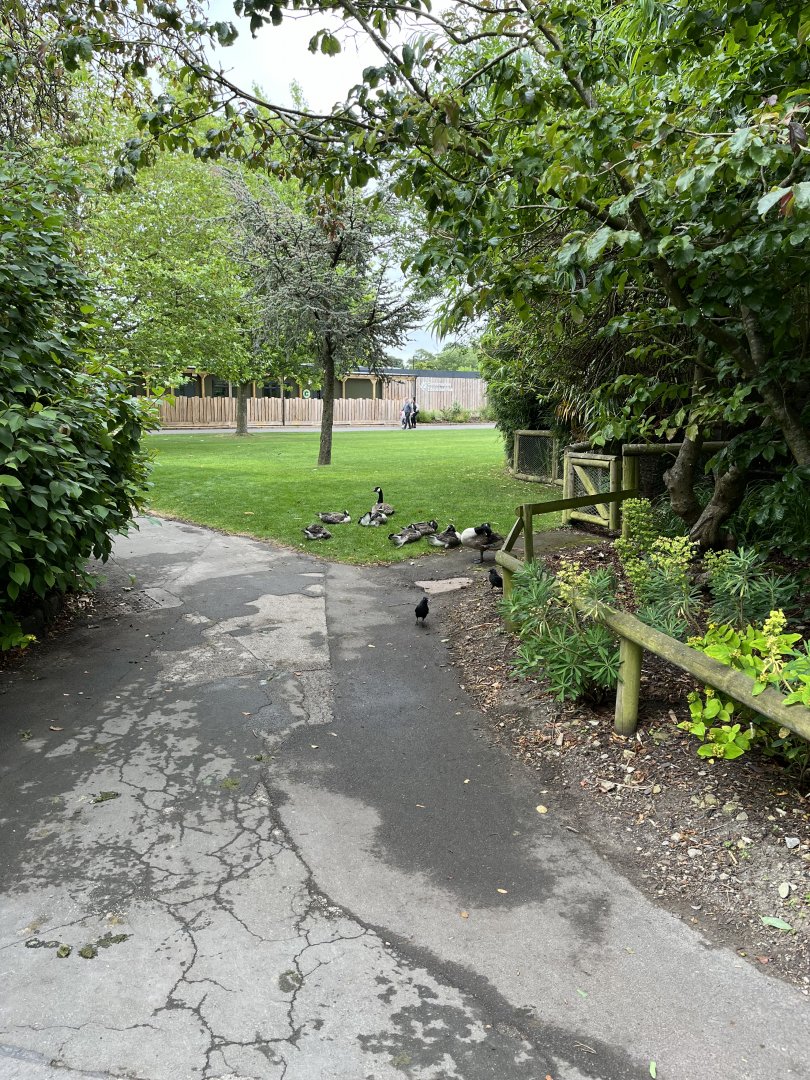 Geese in the zoo 29.6.24