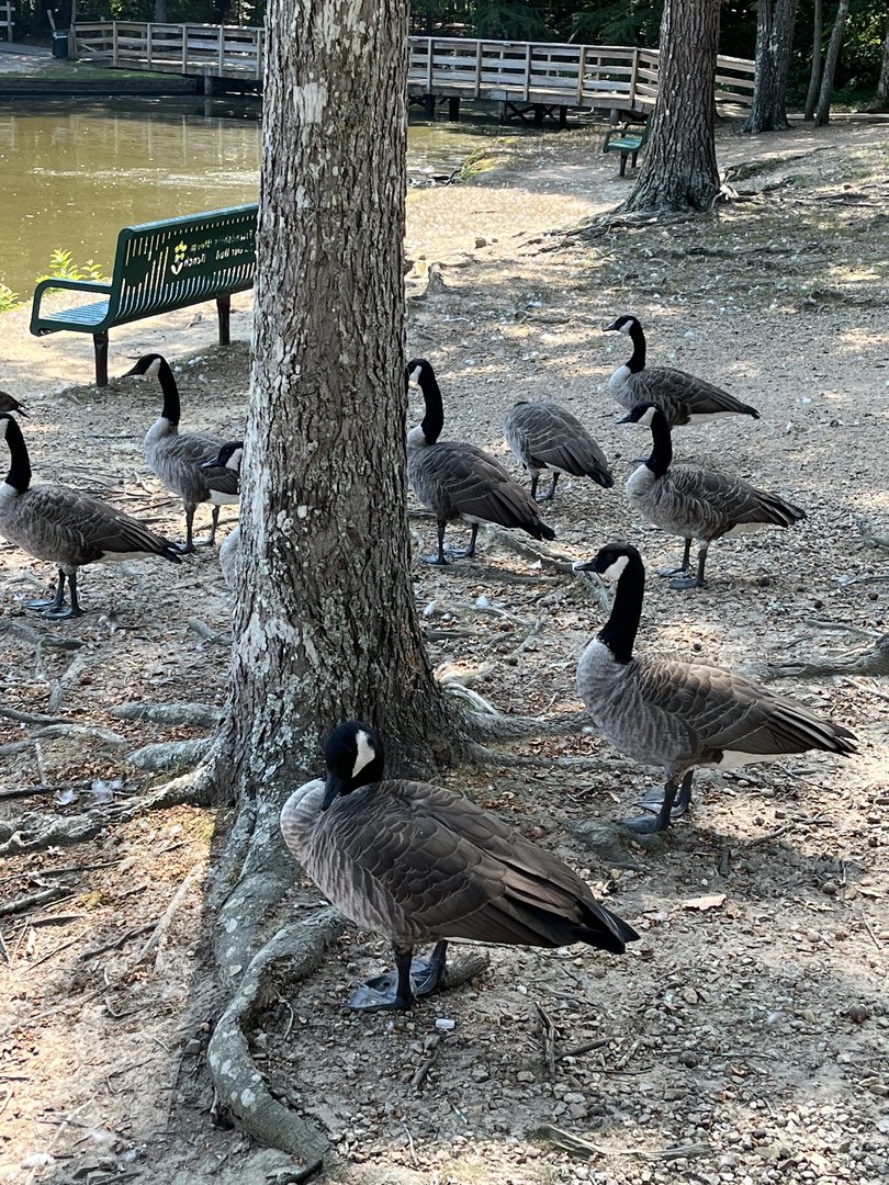 Geese on Lakeshore