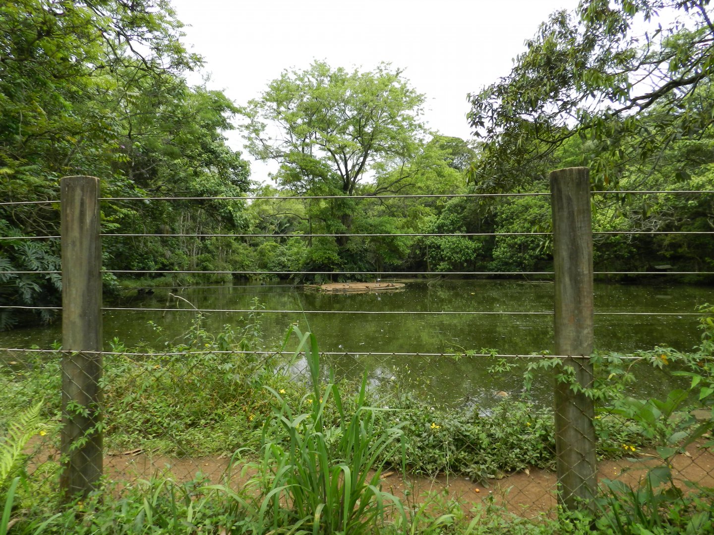 Geese, waterfowl and greater rhea enclosure - Zoo São Paulo