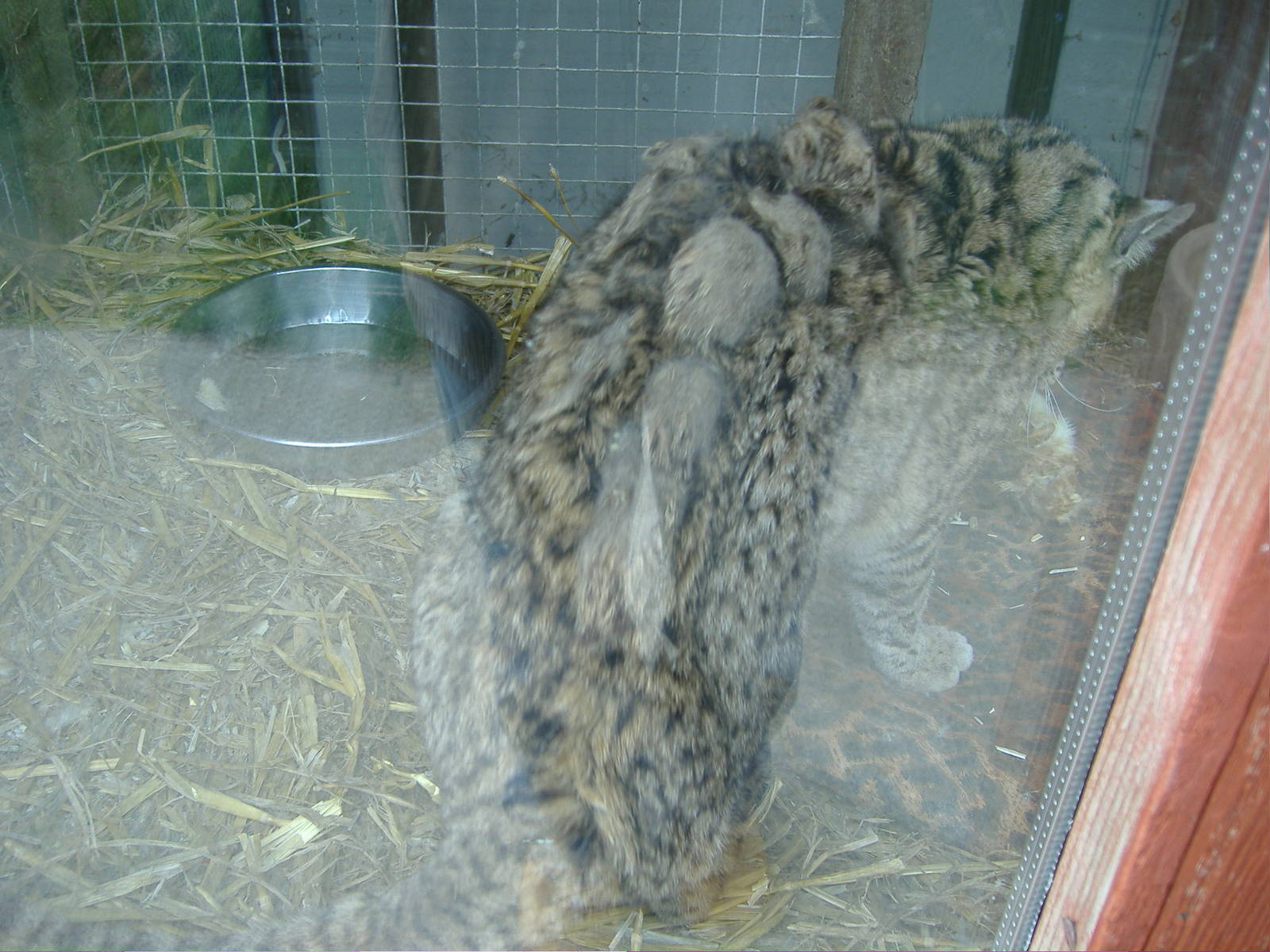 Geffroys Cat- Animalarium