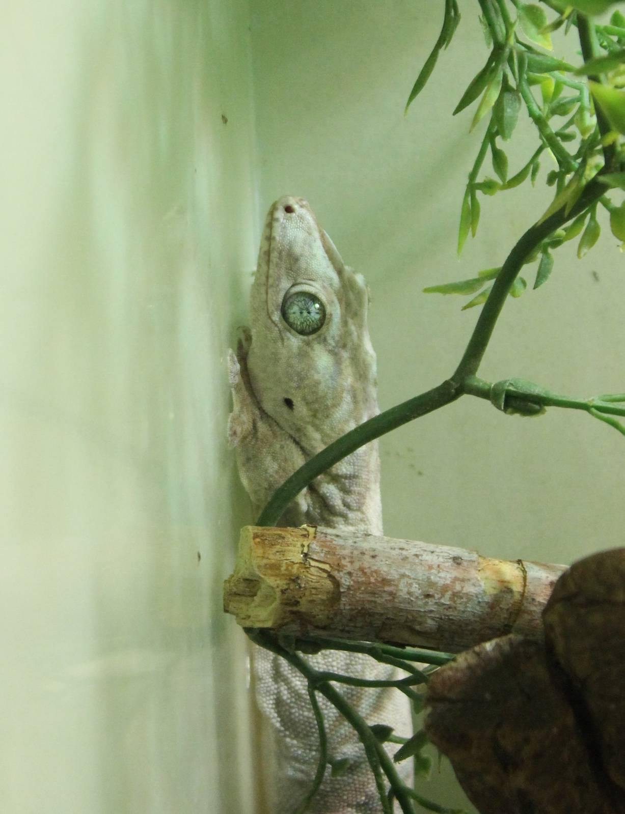 Gehyra baliola vorax