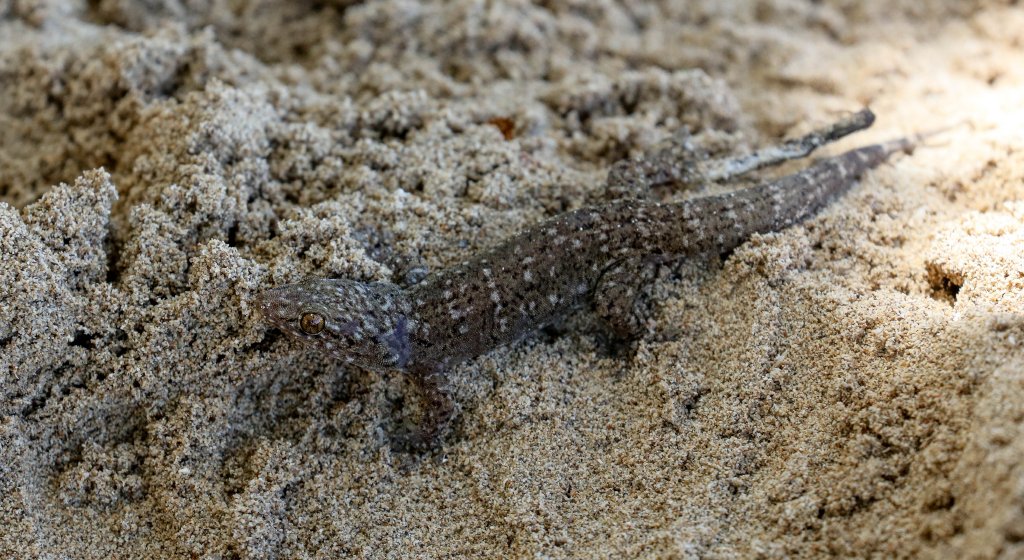 Gehyra spp. gecko