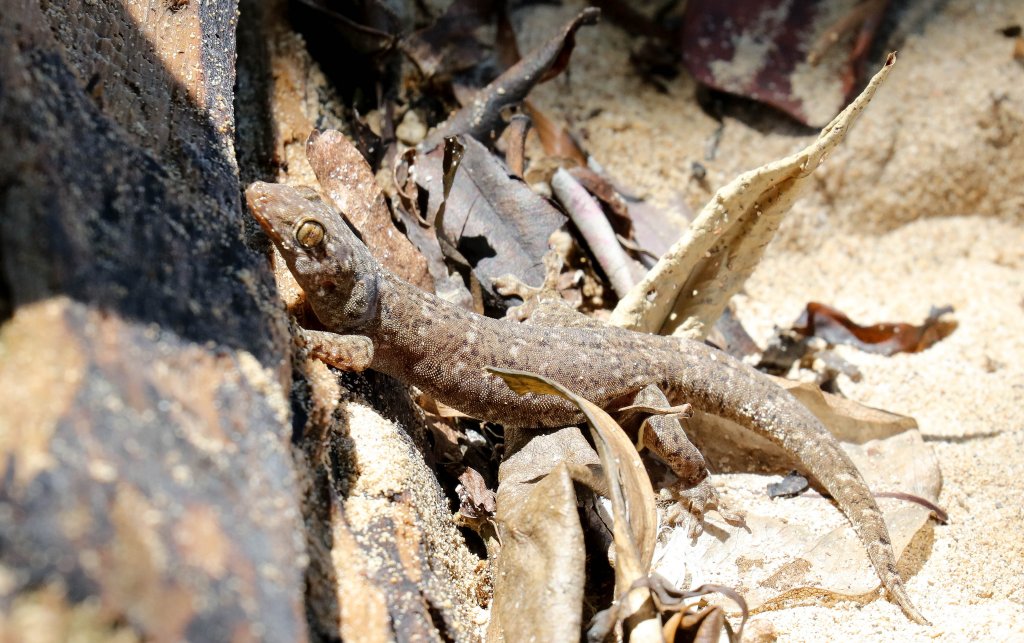 Gehyra spp. gecko