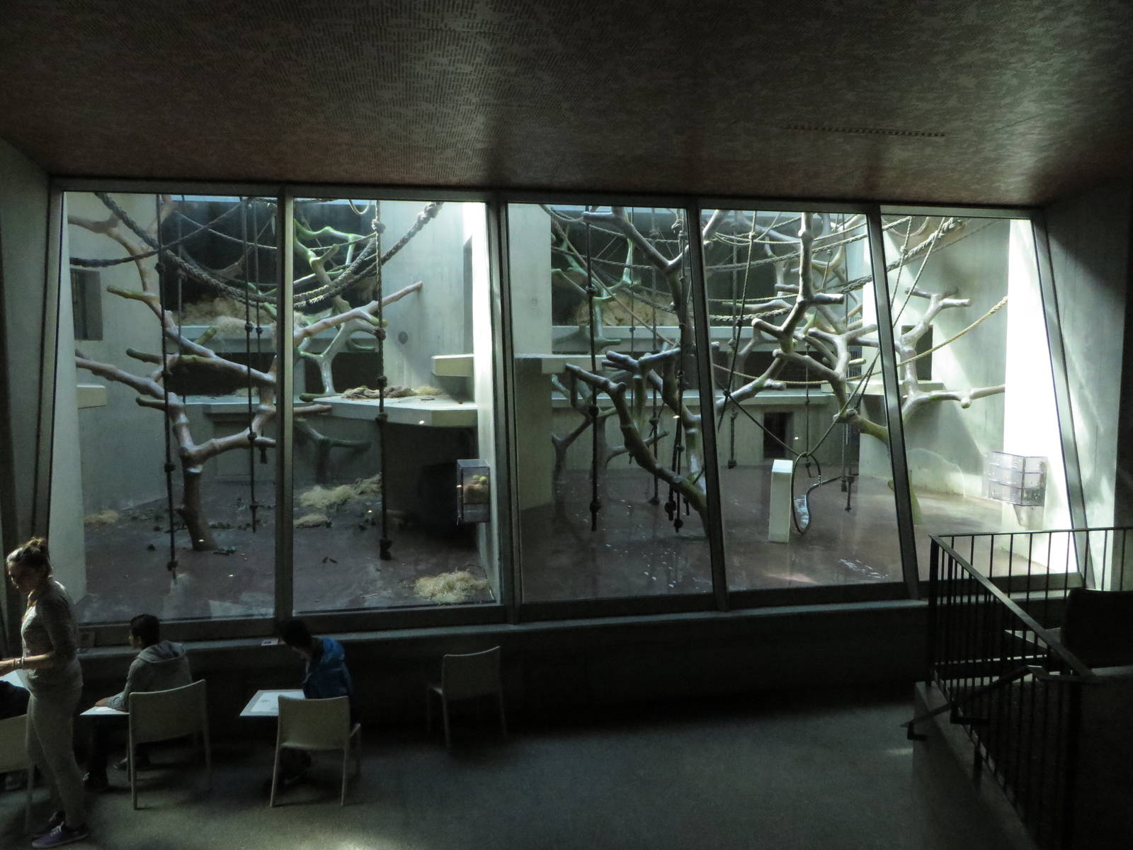 Geigy house - chimpanzee indoors