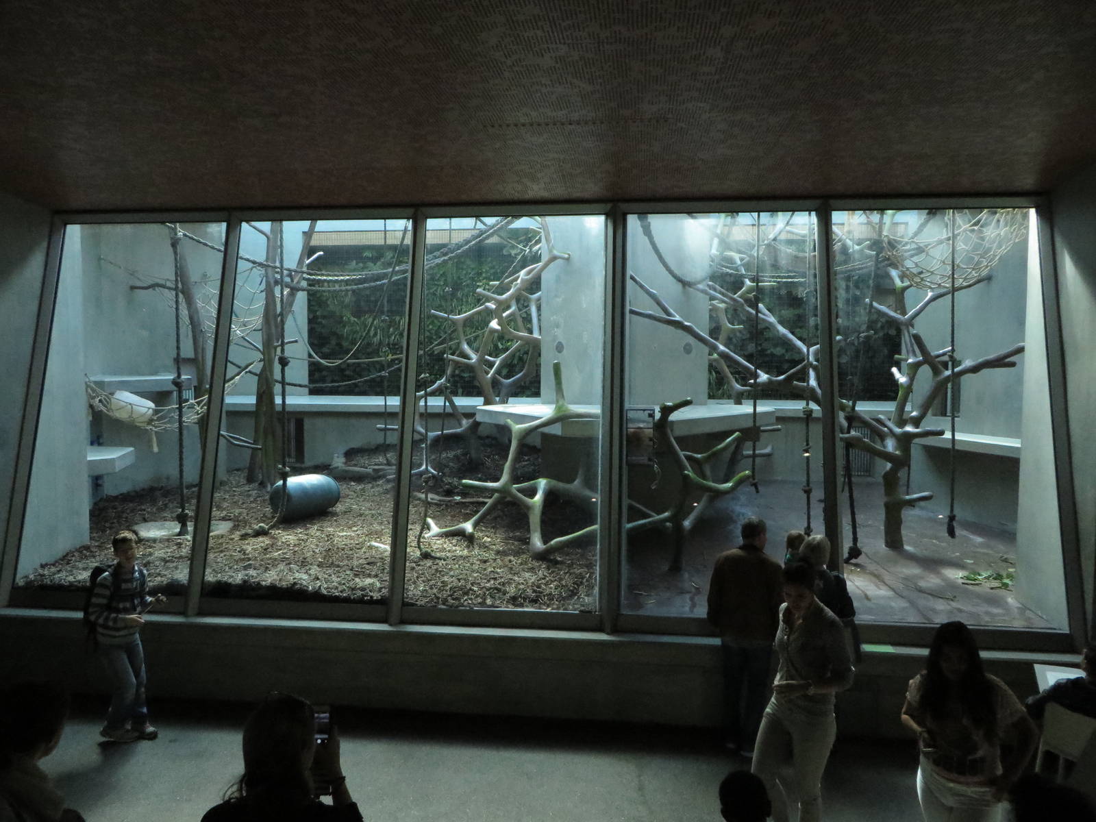 Geigy house - chimpanzee indoors