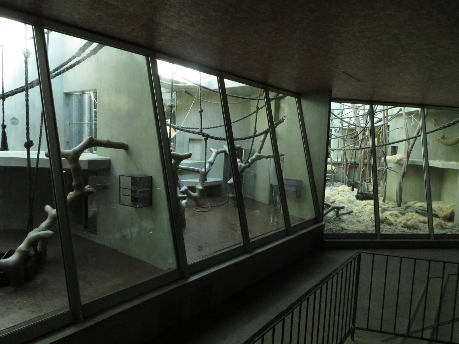 Geigy house - Gorilla indoors