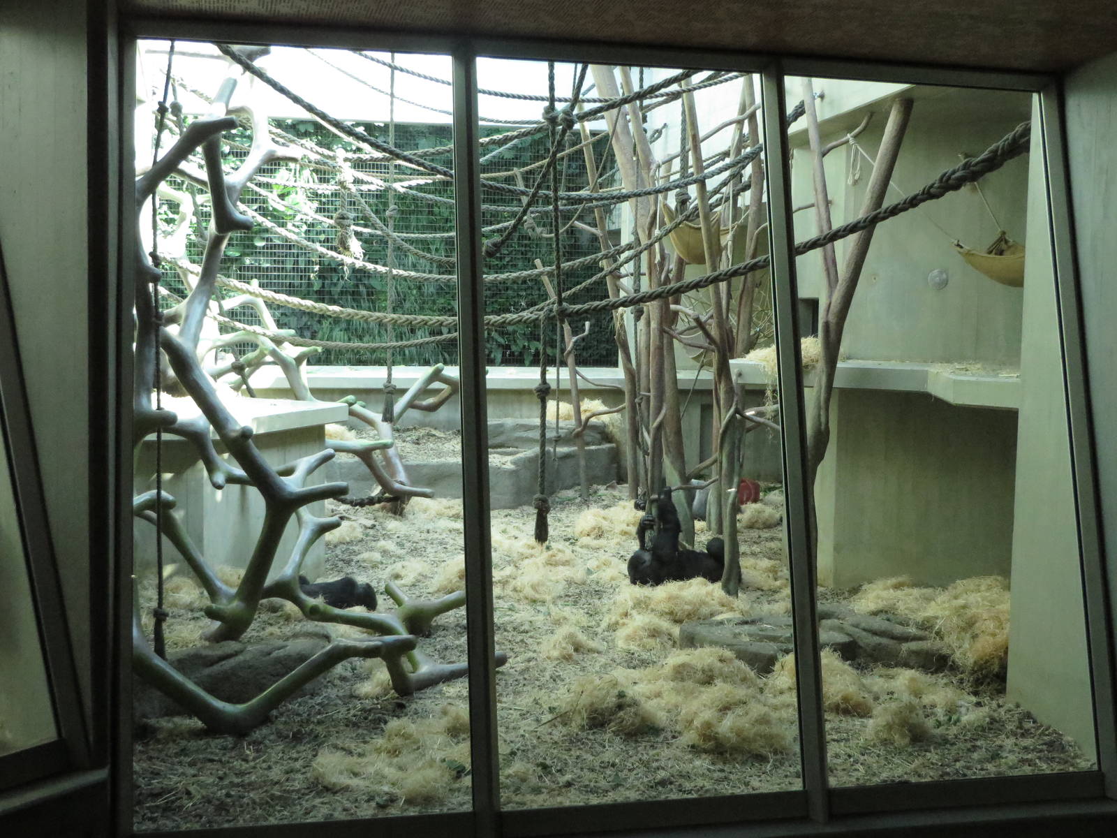 Geigy house - Gorilla indoors