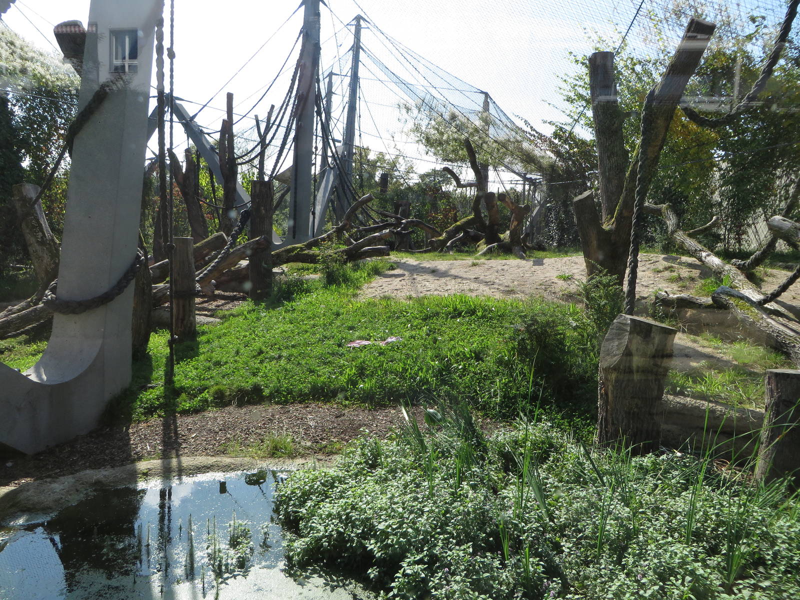 Geigy house - gorilla outdoors