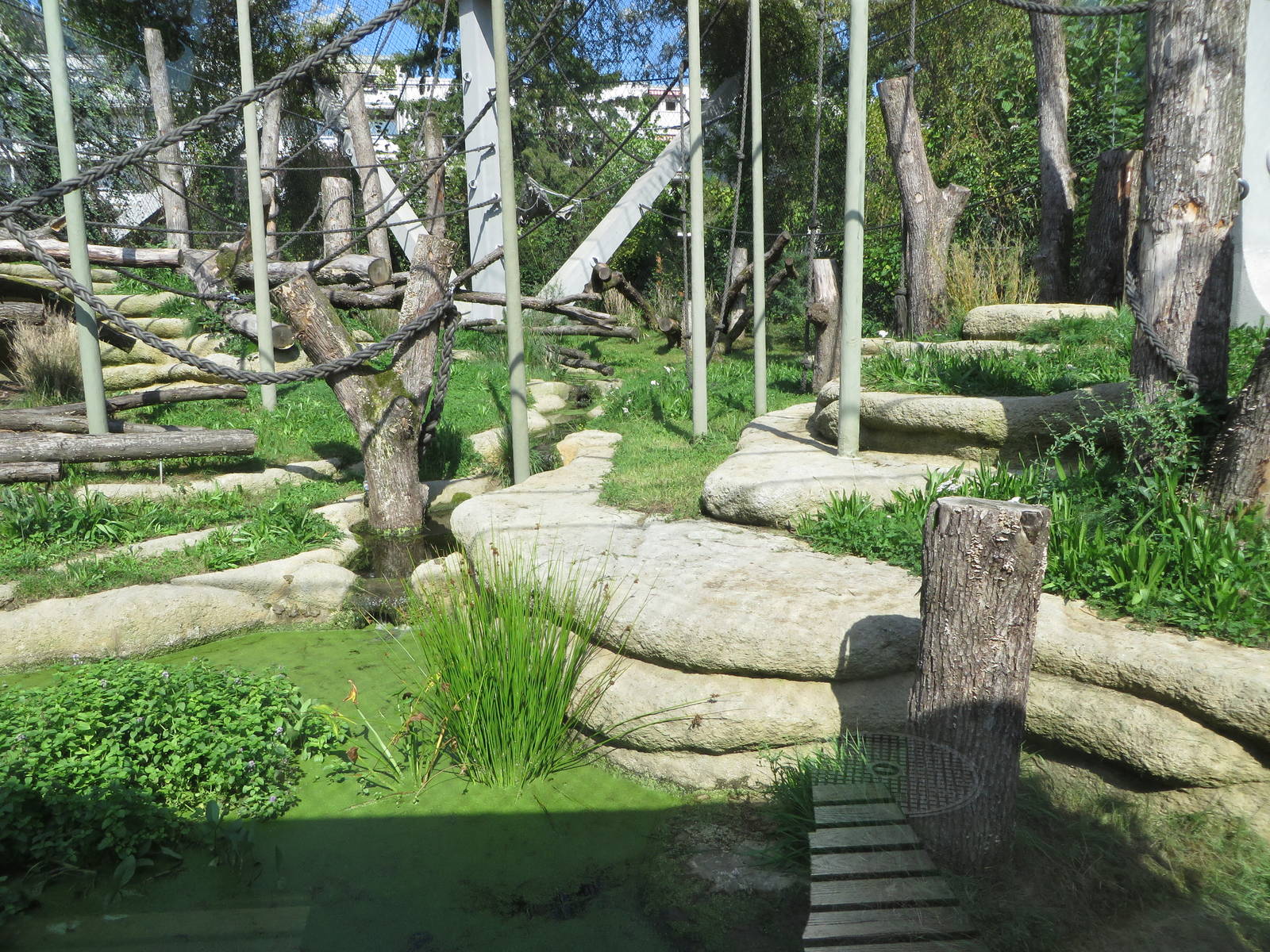 Geigy house - great ape outdoors