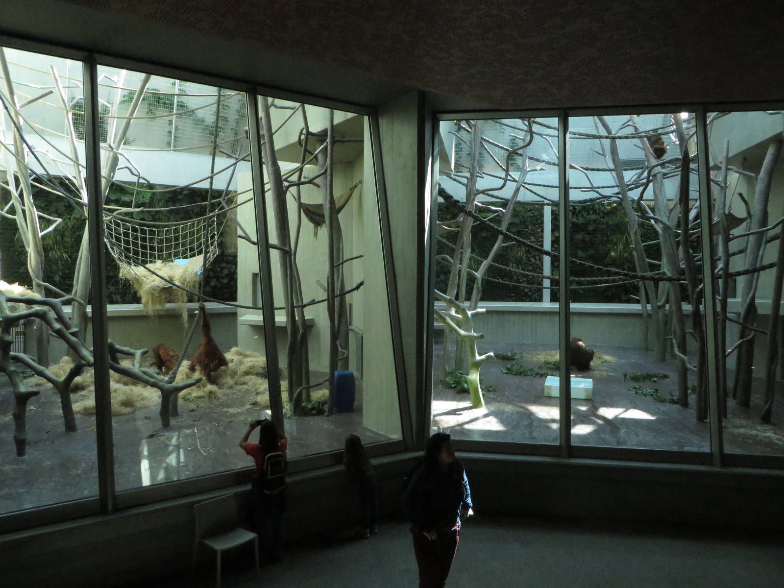 Geigy house - Orang utan indoors