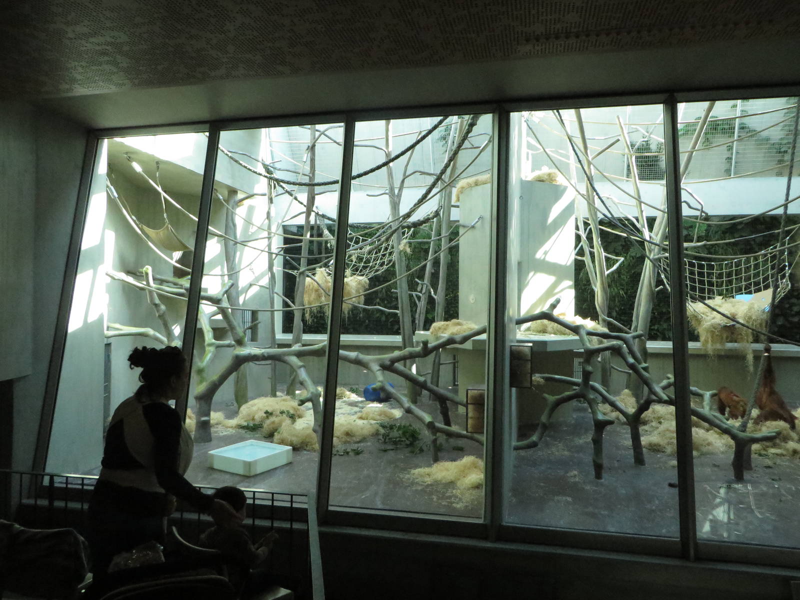 Geigy house - Orang utan indoors