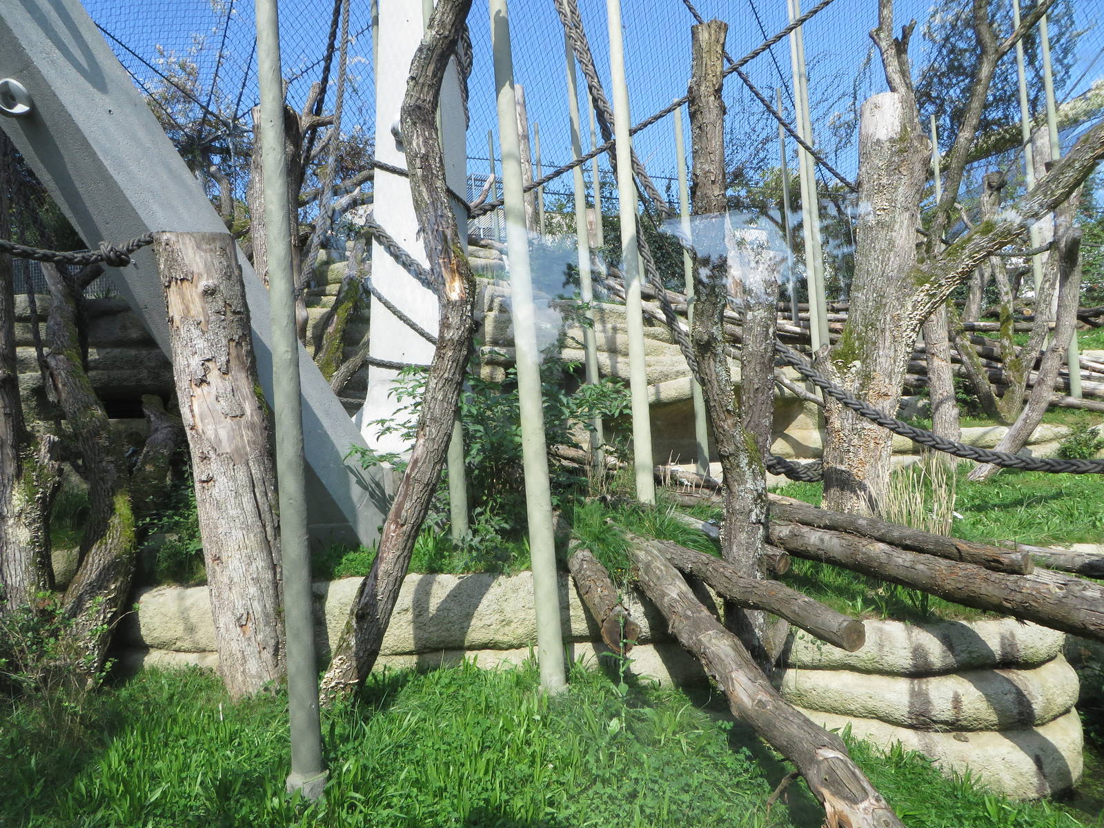 Geigy house - orang utan outdoors