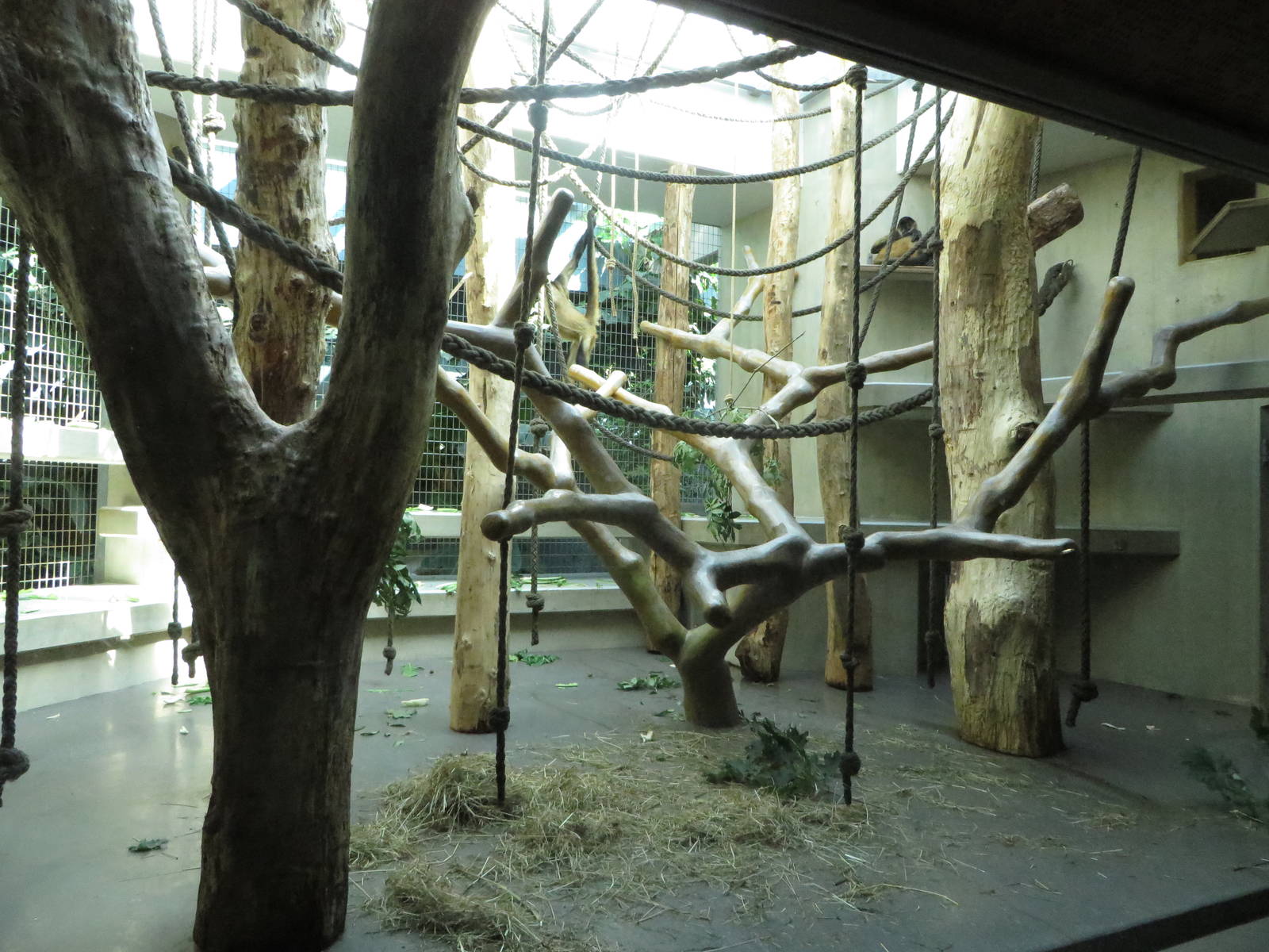 Geigy house - Spider monkey indoors