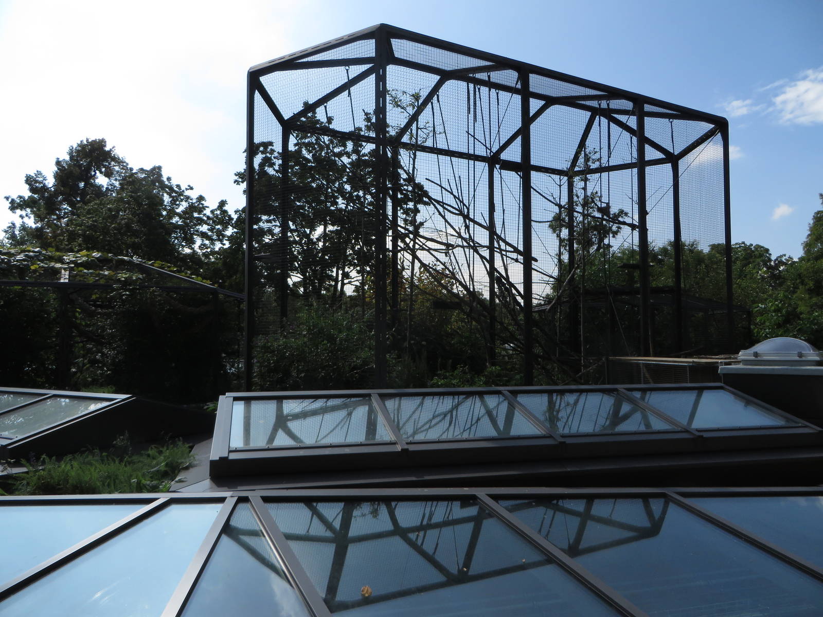 Geigy house - spider monkey outdoors