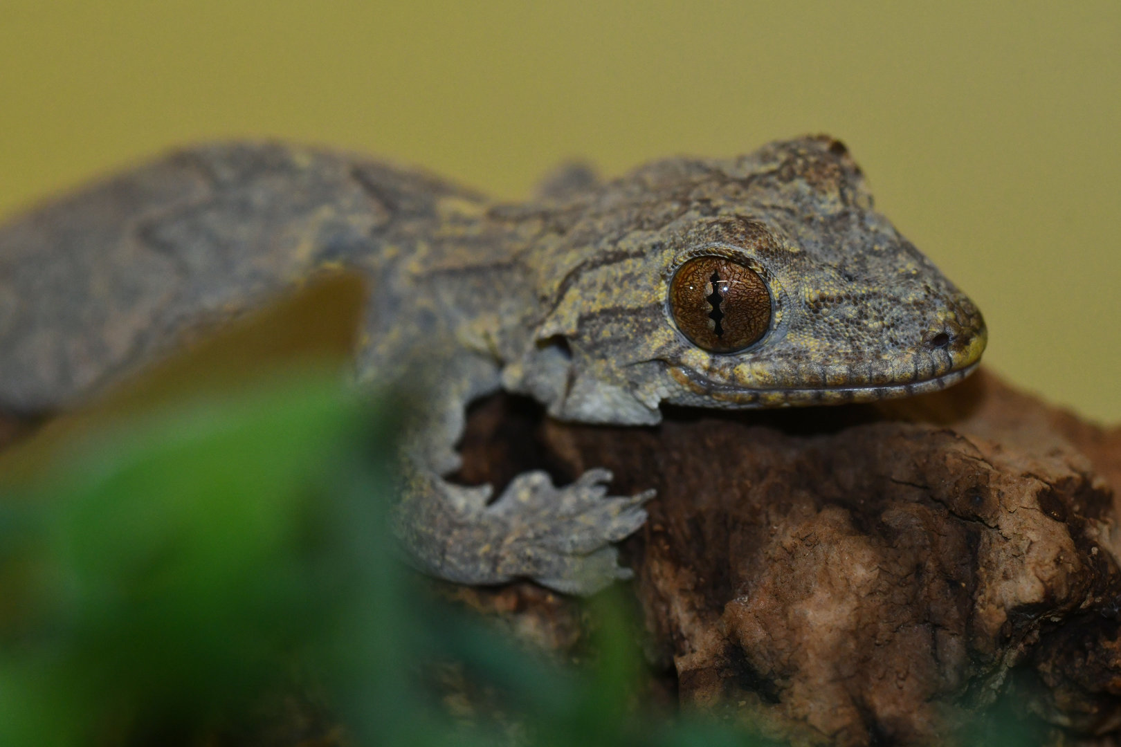 Gekko kuhlii