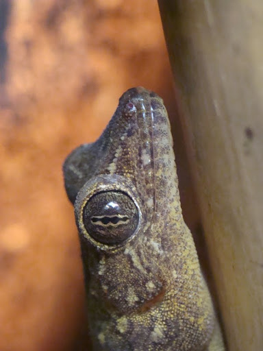 Gekko petricolus