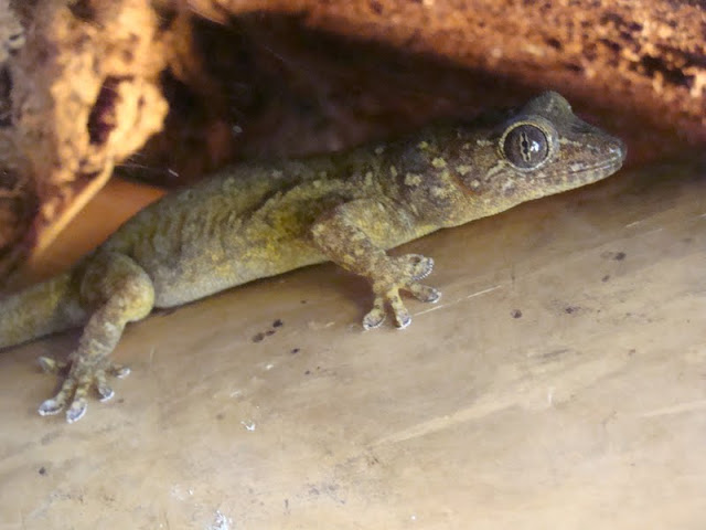 Gekko petricolus