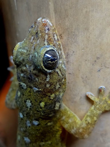 Gekko petricolus