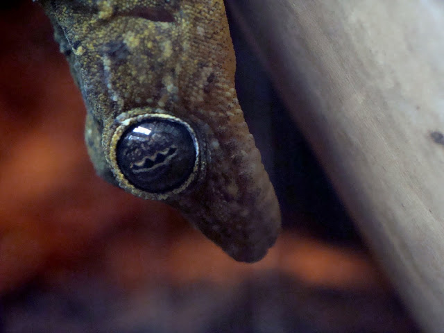 Gekko petricolus