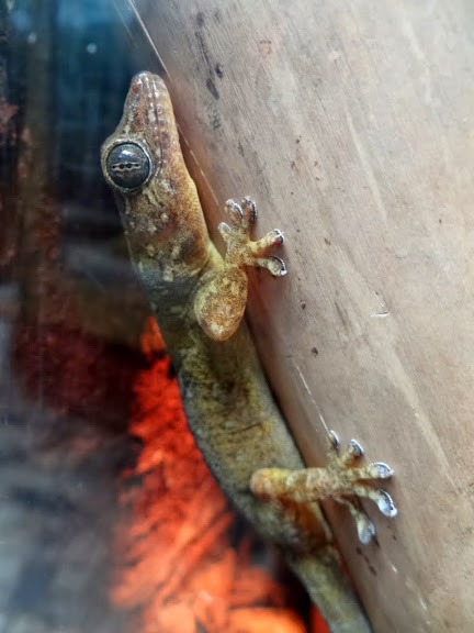 Gekko petricolus