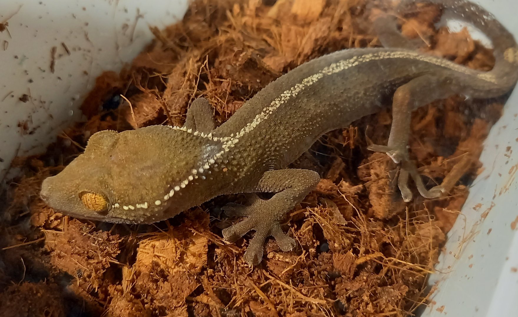 Gekko vittatus