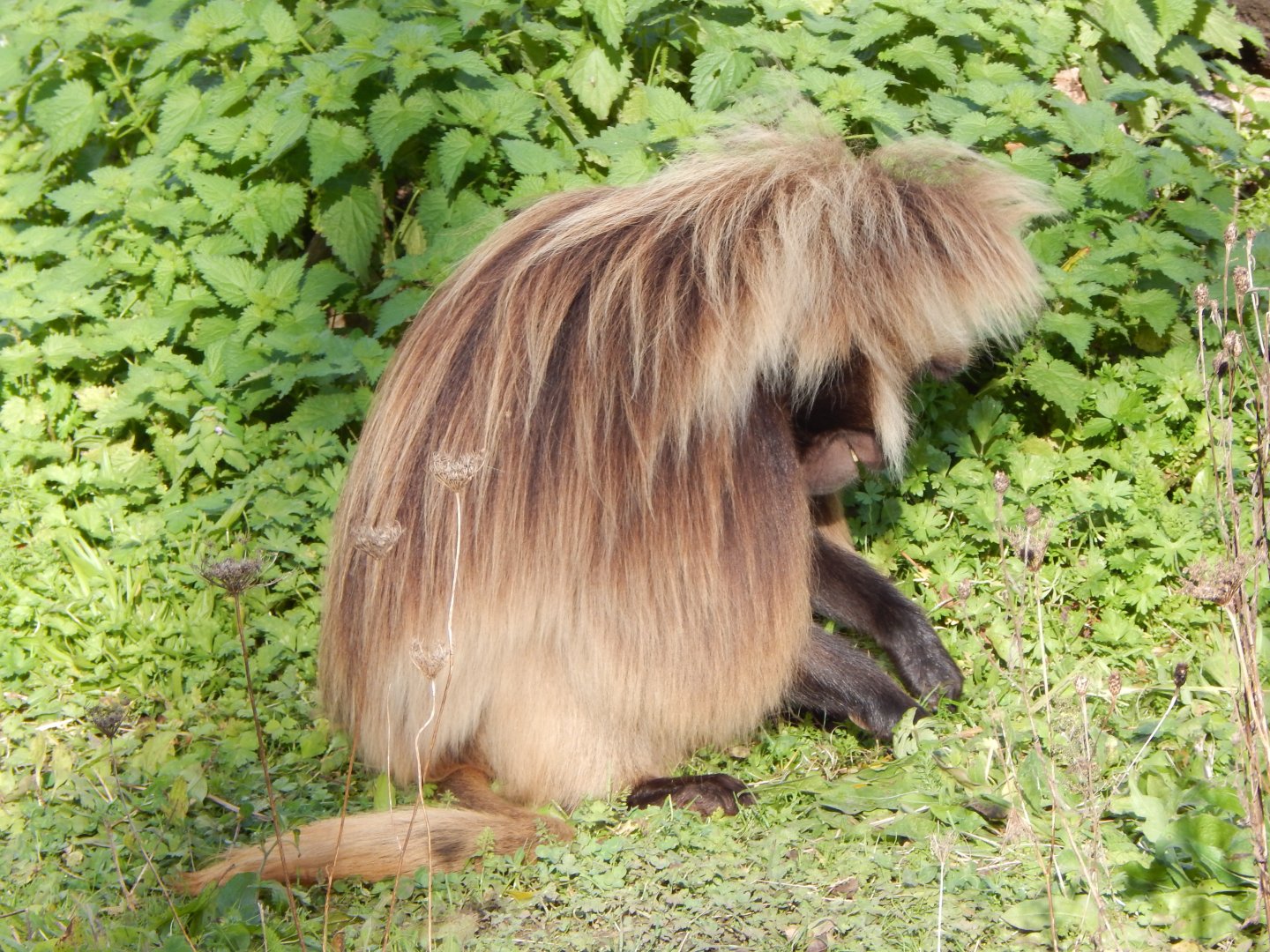 Gelada 051123