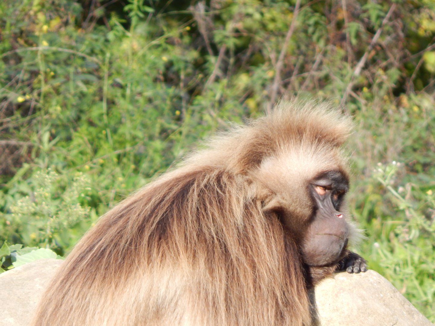 Gelada 051123