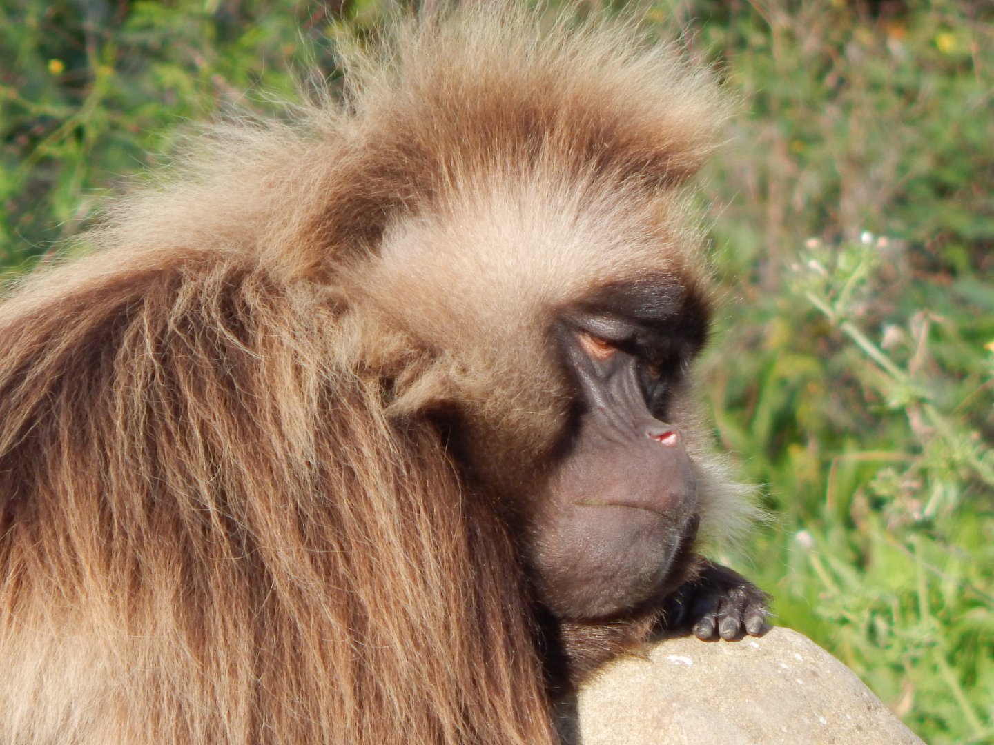 Gelada 051123