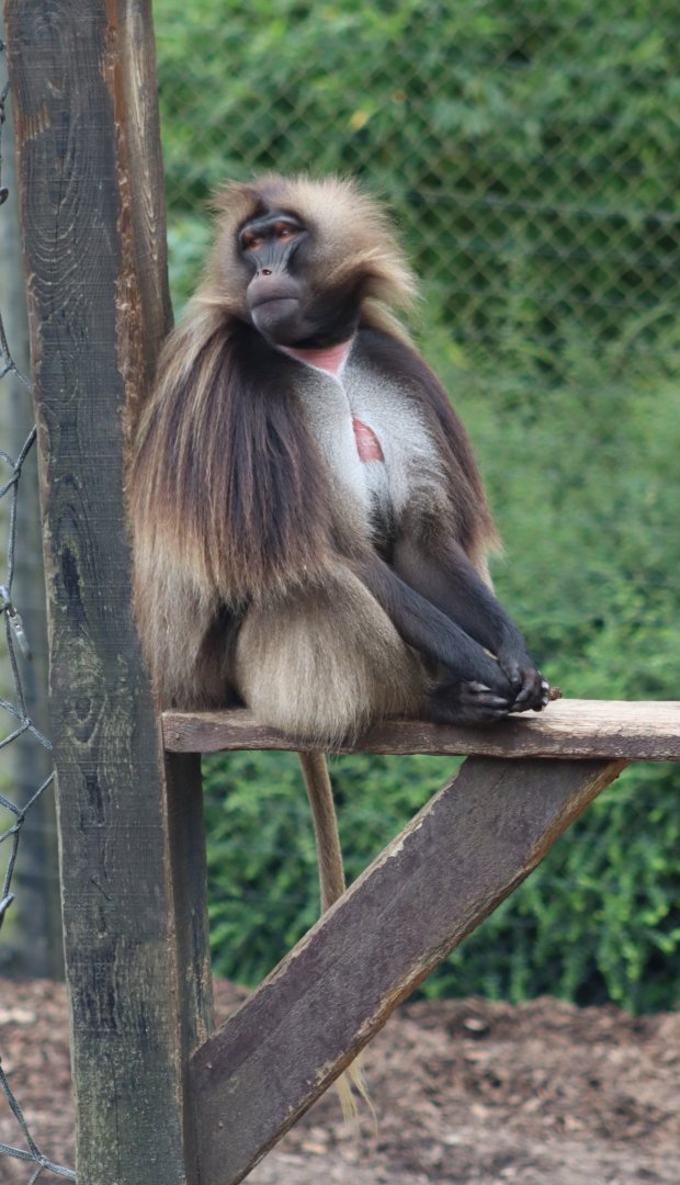 Gelada - 1 July 2021