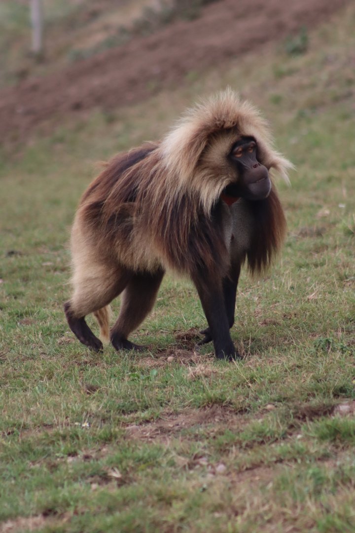 Gelada - 10 September 2021