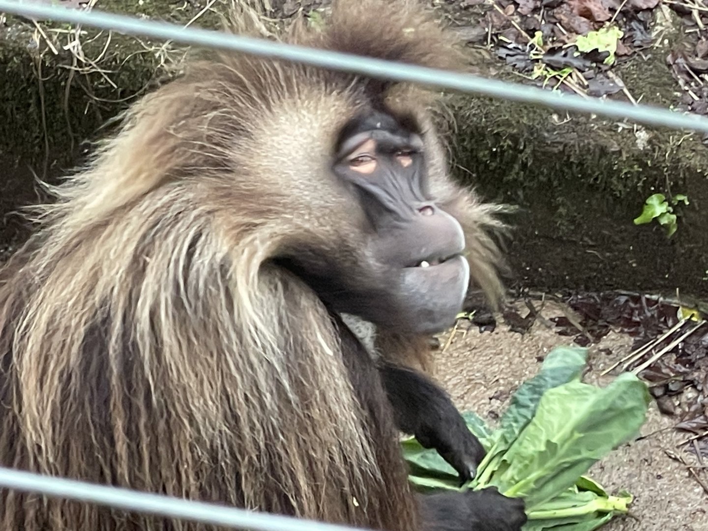 Gelada 140224