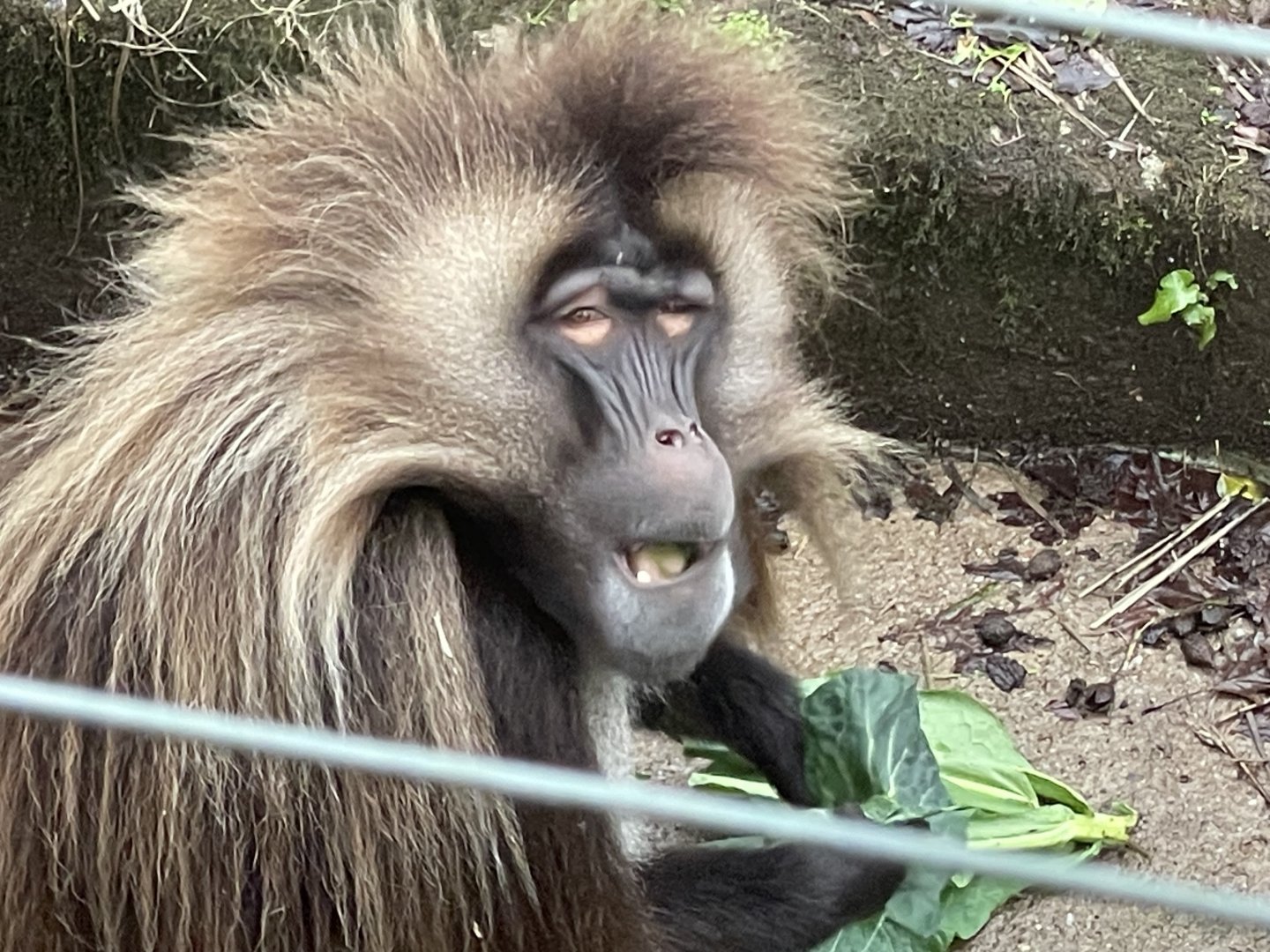 Gelada 140224