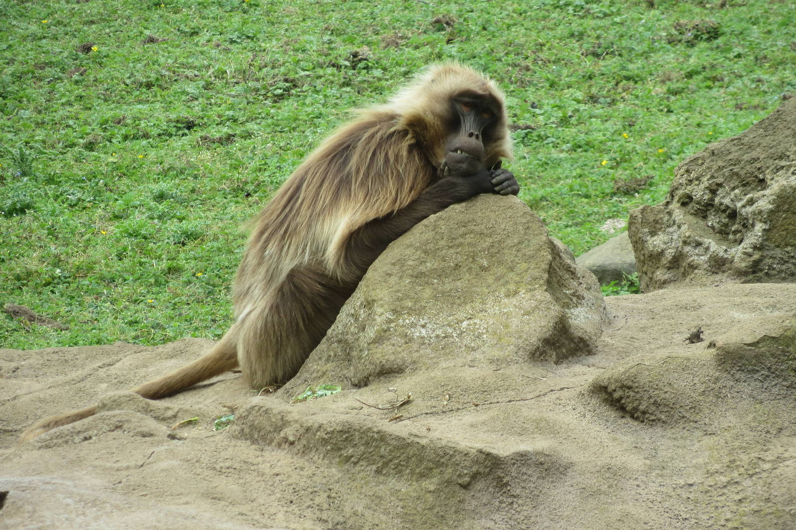 Gelada 240815