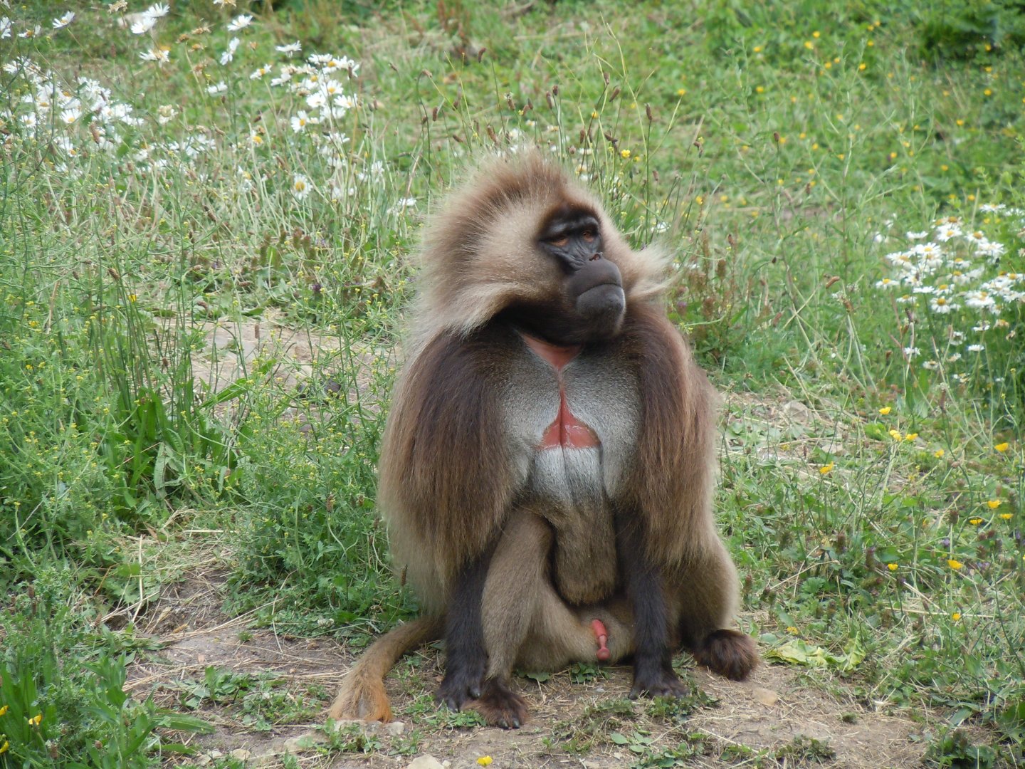 Gelada 290620