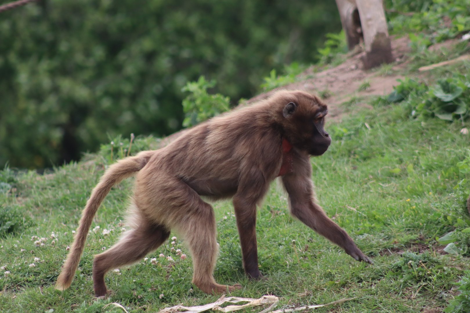 Gelada - 4 June 2022