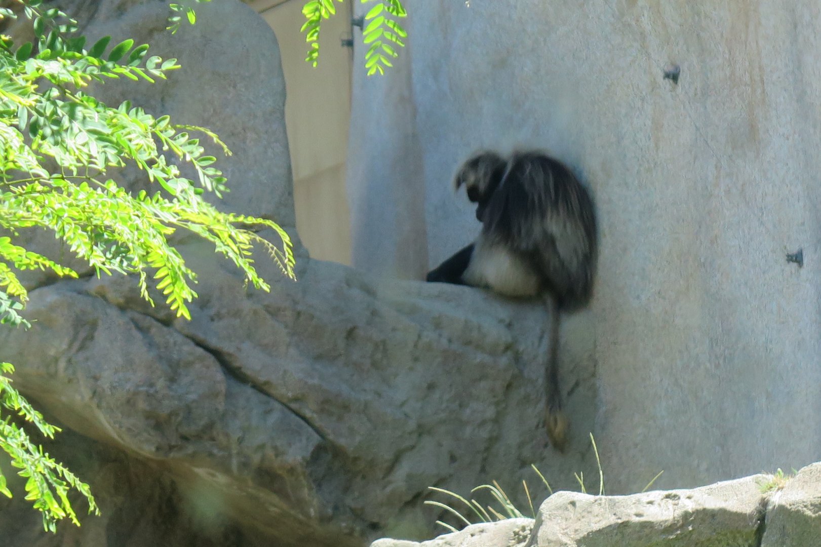 Gelada (8/23/2024)
