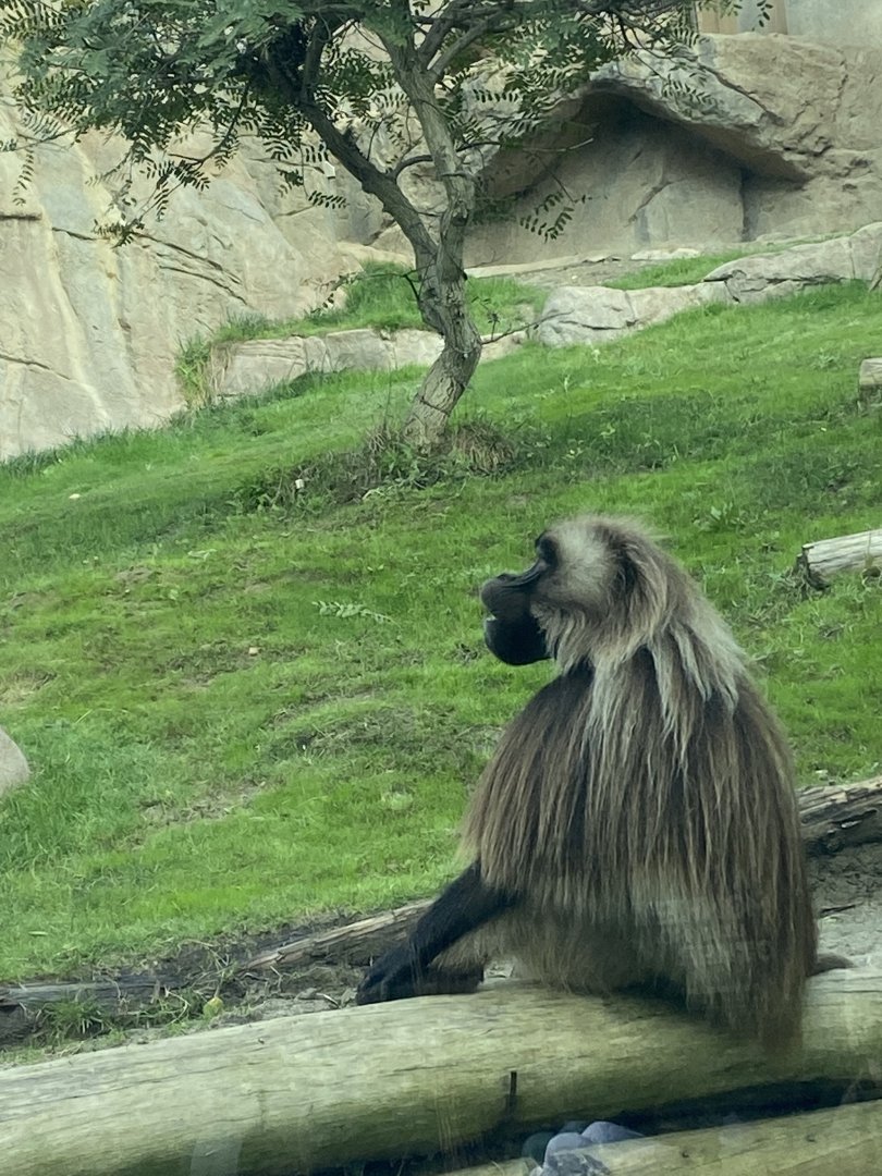 Gelada - Africa Rocks