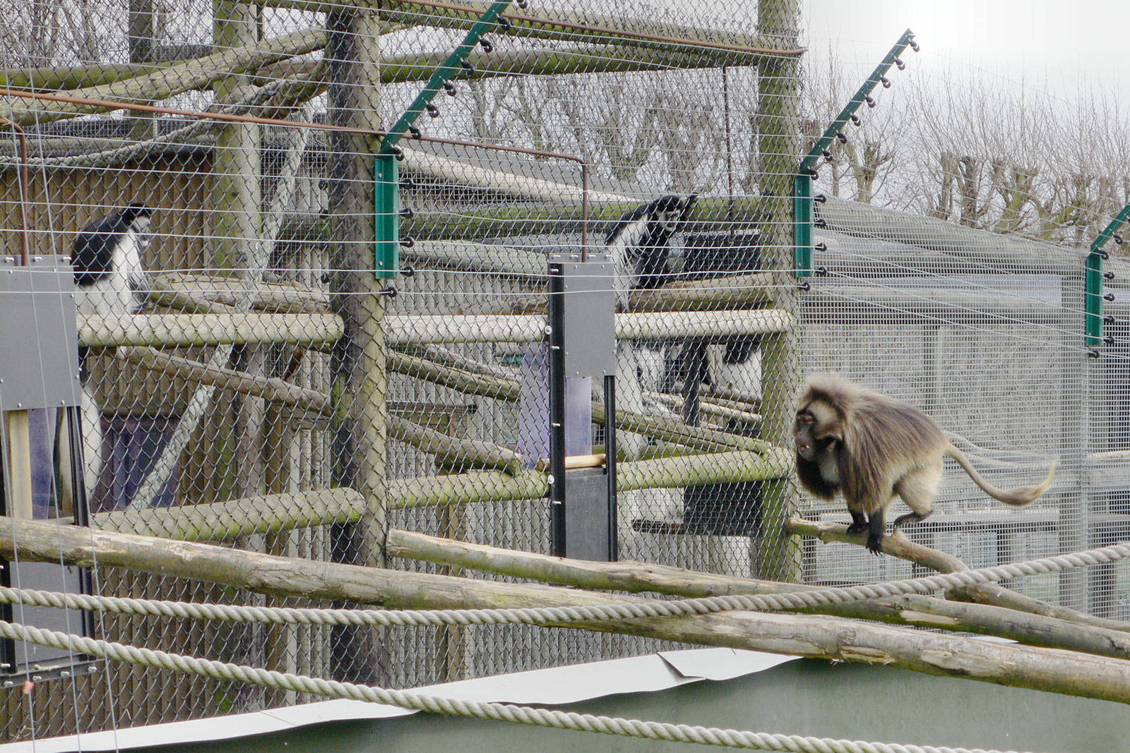 Gelada Aggression, Howletts, 14 March 09