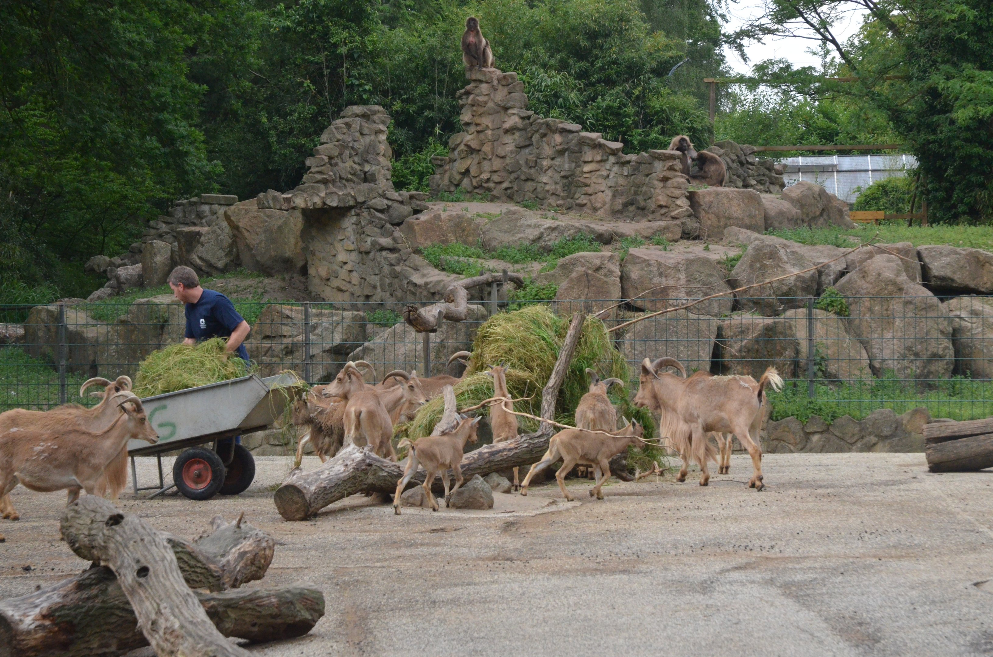 Gelada and Barbary Sheep Enclosure at Rheine, 18/06/19