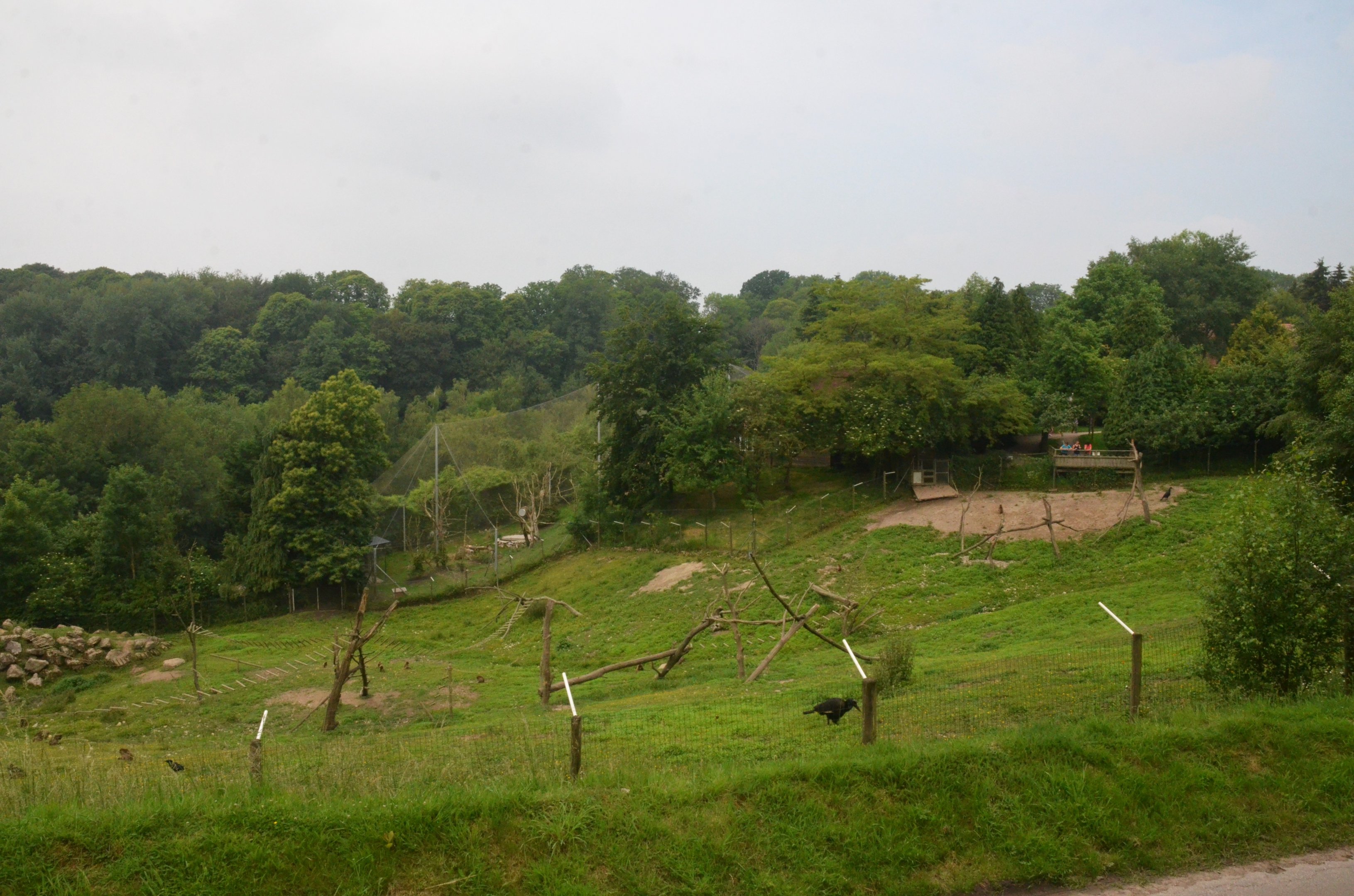 Gelada and Hornbill Enclosure at CERZA, 10/06/18